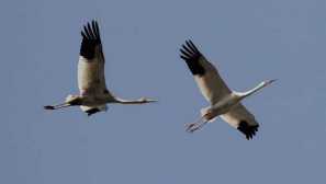 Oss v državi kako se znebiti, načine za boj proti os